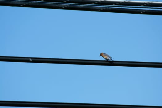 A bird on a wire against blue sky