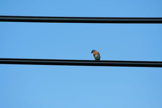 A bird on a wire against blue sky