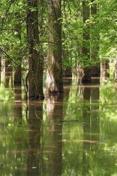 Tree reflections in water
