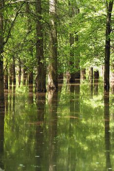 Tree reflections in water