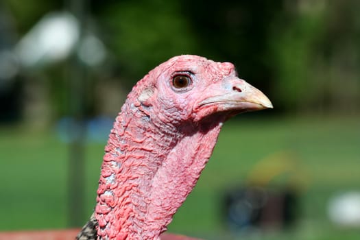 A close uup of a turkey head