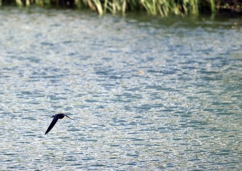 Cecropis Daurica - A very fast bird and very difficult to capture in flight.