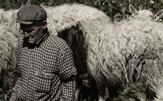 An old shepherd in Malta tending to his sheep. This has become a very rare sight
