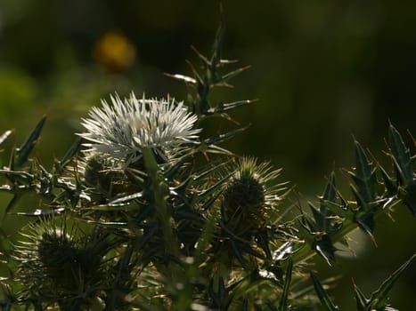 Detail of a Mediterranean thistle cactus in Malta