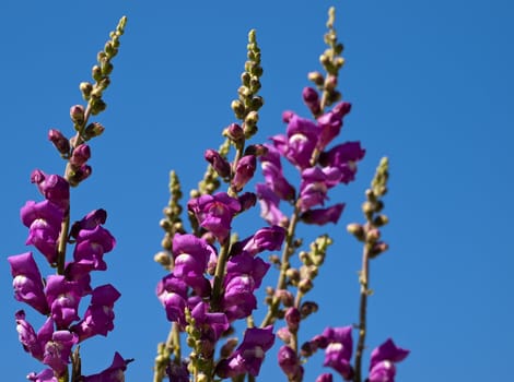 A Greater Snapdragon or Antirrhinum Tortuosum over a deep blue sky