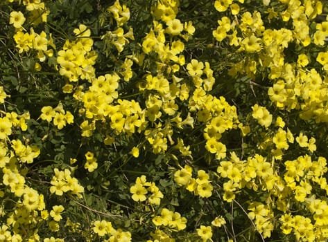 The common buttercup is a very common sight in Malta during spring