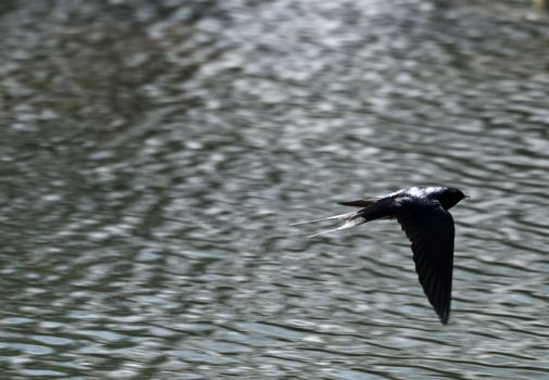 Hirundo Rustica or Barn Swallow - A very fast bird and very difficult to capture in flight.