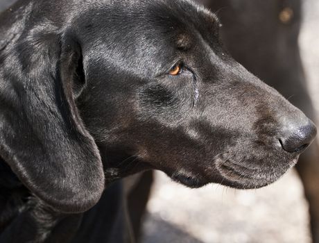 Portrait of a black retriever or labrador