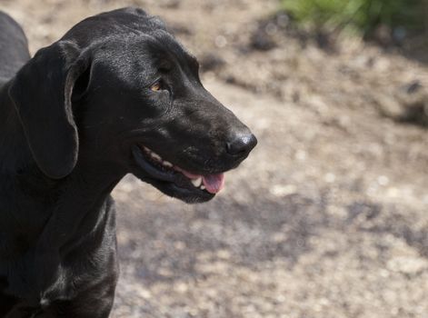 Portrait of a black retriever or labrador