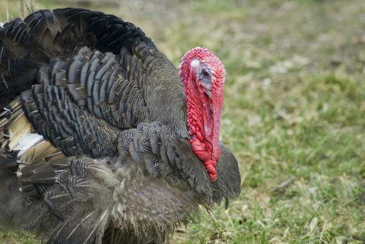 A Broad Breasted Bronze free range turkey in a grass enclosure