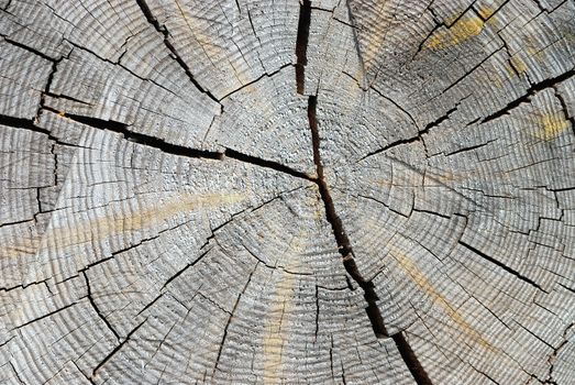 Cracks in an old timber from a tree trunk