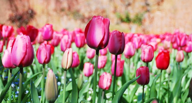 Purple tulips in a garden on a sunny day.