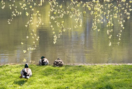 Three ducks on early morning in spring resting at the waterside in the park