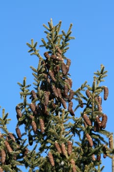 Pinecones hanging in a tree against blu sky