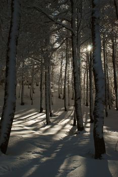 We  can see a dark snowy forest with a sunlight , which makes a little bit of light on the trees. We can feel calmness and lonelyness.