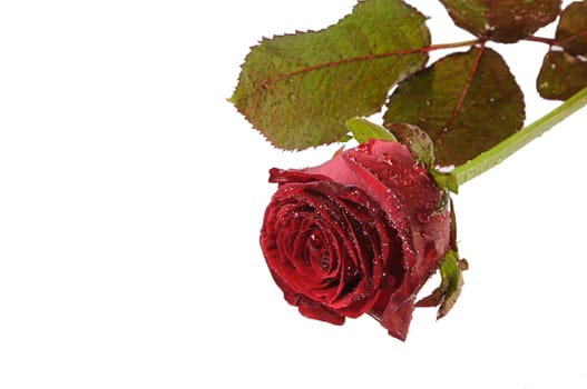 isolated single rose with drops on white background