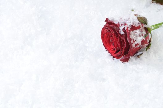 Red rose isolated on the white snow background