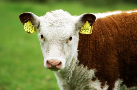 A hereford calf looking right at the camera.