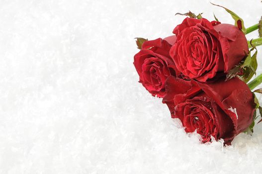 Three red roses isolated on the white snow background