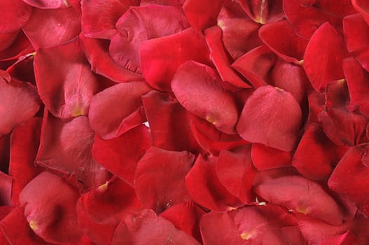 petals of scarlet roses as background