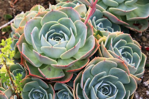Sempervivum - Hens and Chicks - Sempervivum soboliferum