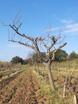 digital image of a peach tree in a field at spring