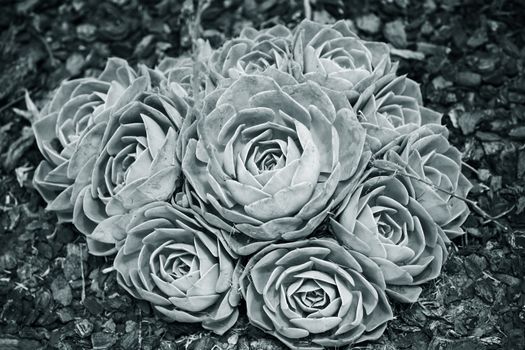 Sempervivum - Hens and Chicks - Sempervivum soboliferum