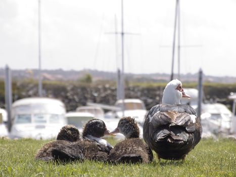 Family of duck on the grass looking to the boats