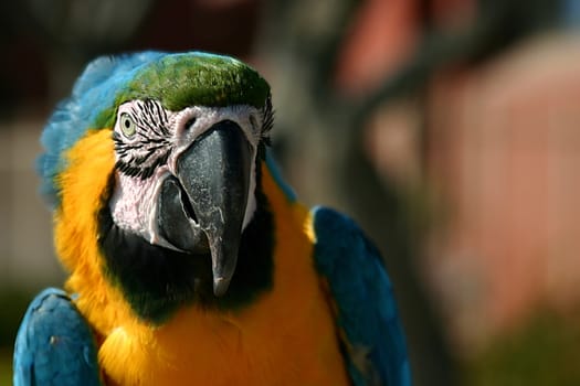 Macaw near the beach in Ventura California