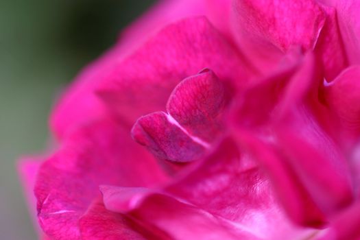 A beautiful color rose with a soft focus.