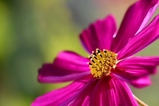 Beautiful flower from a side view