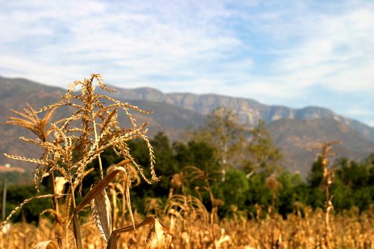 A corn field with the Topa Topa Mountains in the background in the Ojai valley.