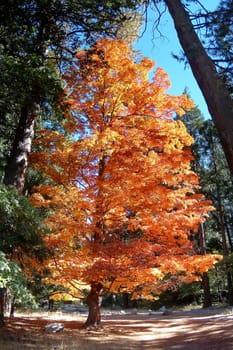 Beautifully autumn colored tree in Yosemite.