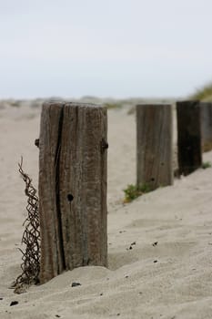 old fence poles down by the beach