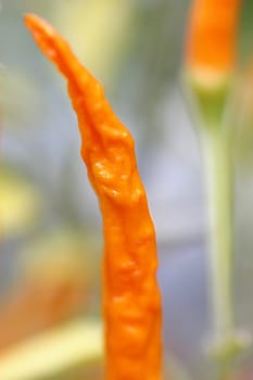 Orange chili pepper that is starting to dry up