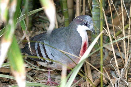 The Luzon Bleeding Heart is one of a number of species of ground dove that are called "bleeding-hearts"