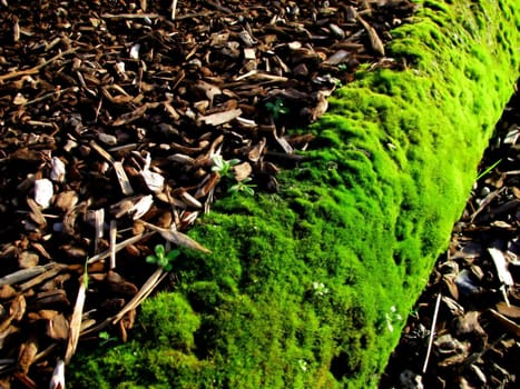 Macro Wood Chips and Moss Background captured with a nice perspective pointing towards the photographer.