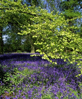 Wood in spring-time with a carpet of bluebells underneath a newly forming leaf canopy.