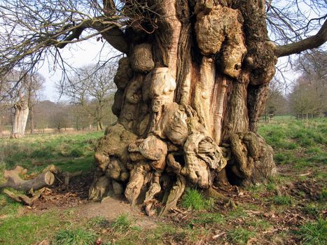 Strange shapes formed in tree bark