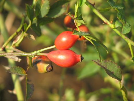 Rosehips of wild roses