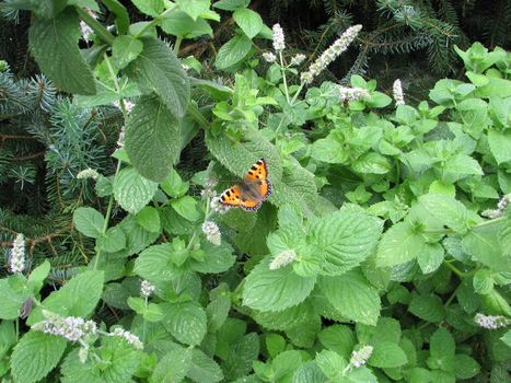 peppermint plant with small tortoiseshell butterfly