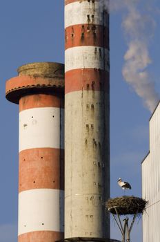 Stork near power plant with smoke 