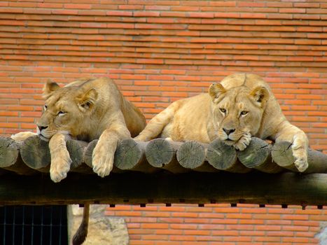 Two female lions in the zoo