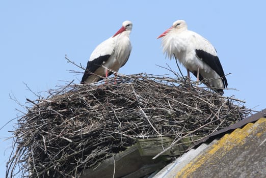 Storks in nest on grey roof