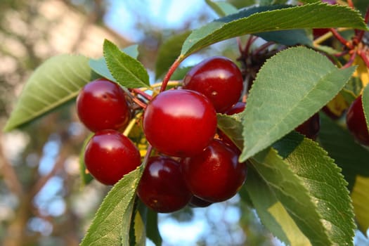 Cluster ripe a cherry with green leaves