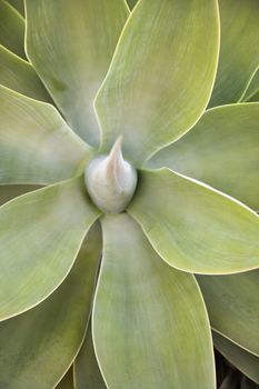 Close up of agave plant.