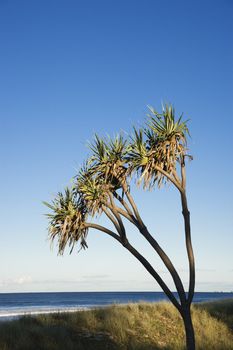 Palm tree on beach on Surfers Paradise, Australia.