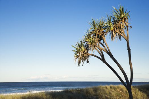 Palm tree on beach on Surfers Paradise, Australia.