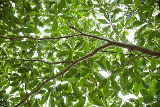 Low angle view of tree with backlit leaves in Daintree Rainforest, Australia.
