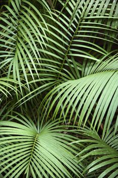 Tropical plant fronts in Daintree Rainforest, Australia.